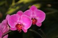 Phalaenopsis   077